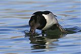 Ring-necked Duck